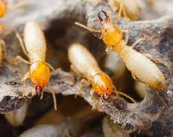 Traitement anti-termites